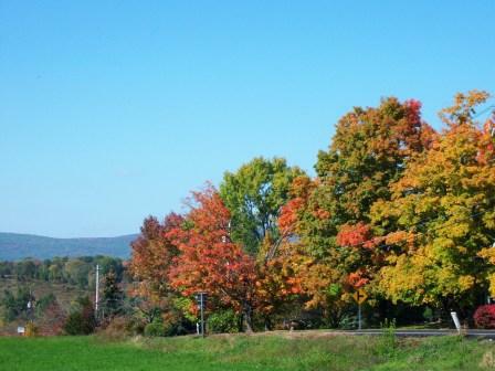 Fall view of Trees